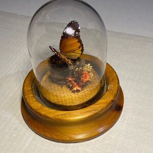 Butterfly Dome Display with Wooden Base